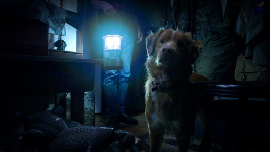 Good Boy: A New Horror Film Told in a Dog's Perspective